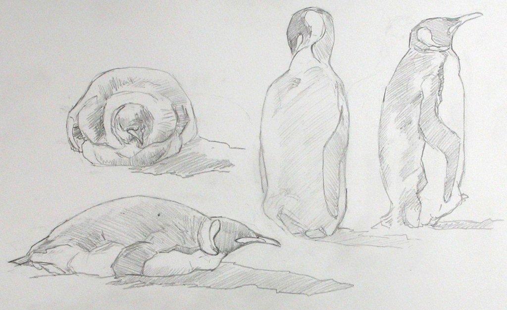 Field sketches of king penguins